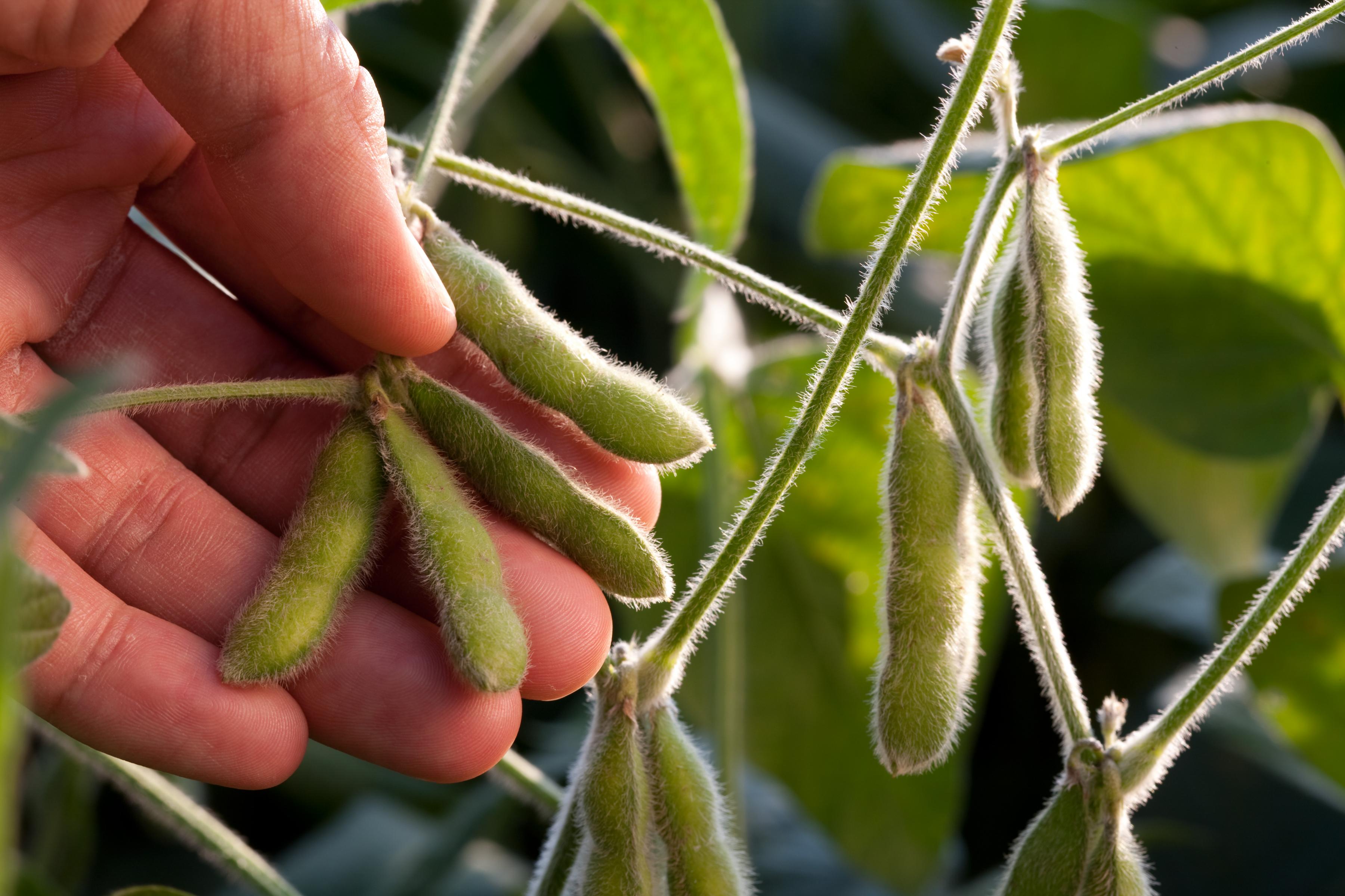 USDA Crop Reports Summary August 2015 Food Security Portal