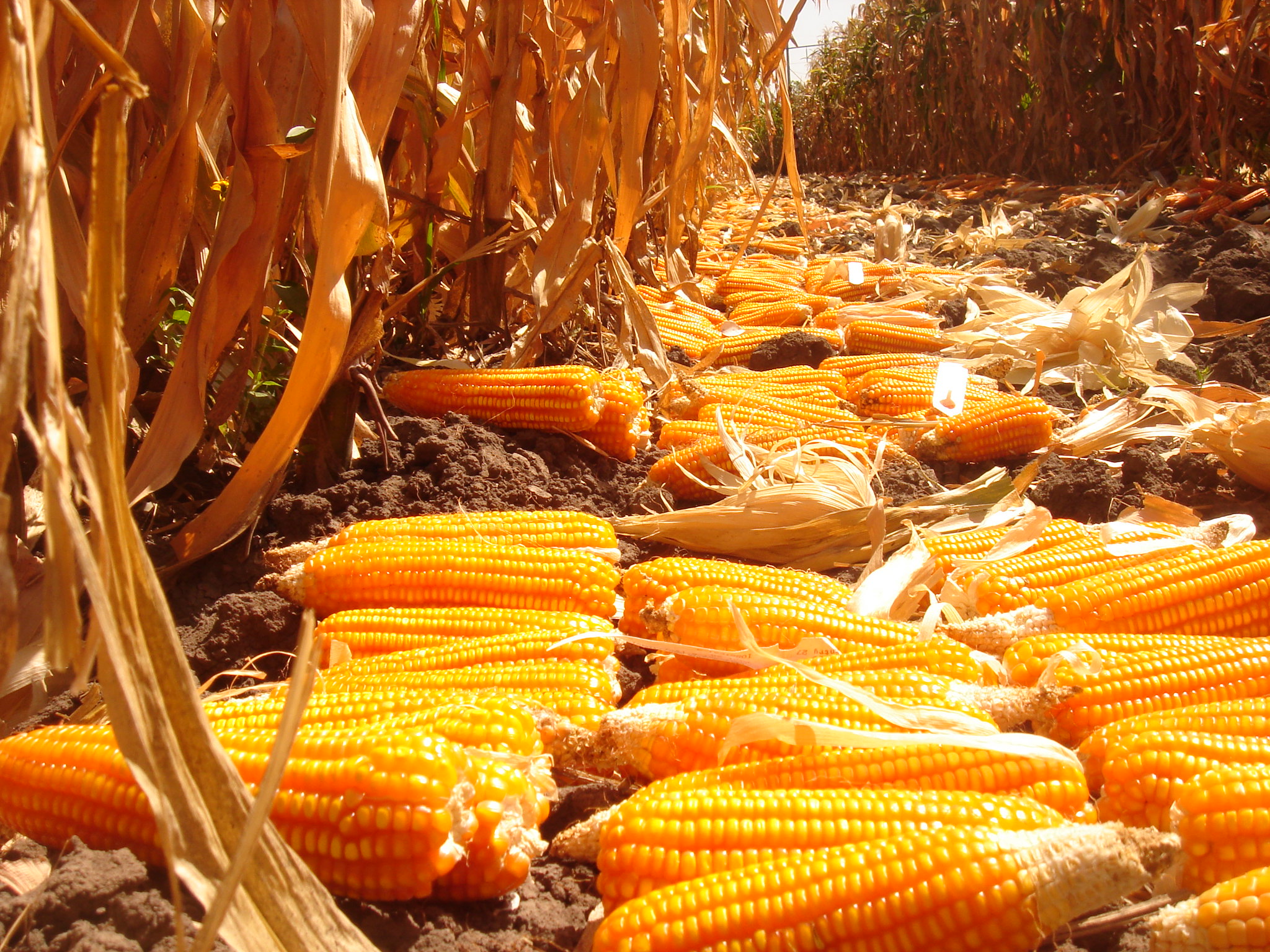 Maize Bumper Crop Triggers Reassessment of Ethiopia’s Cereal Export Ban