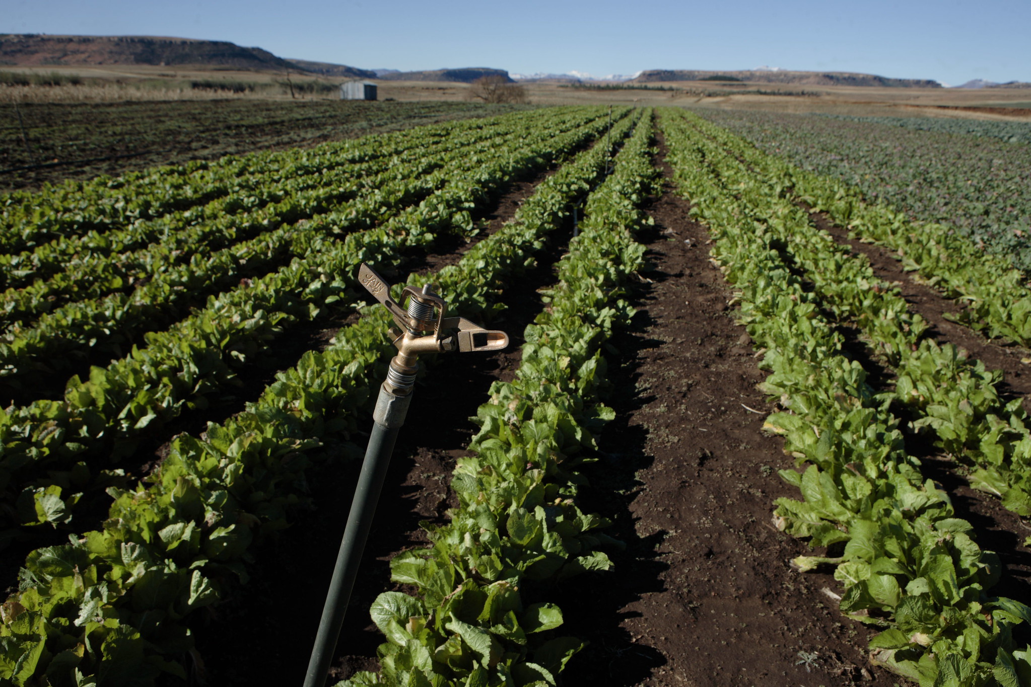 Ukraine Rice Ukraine and global agricultural markets two years later | Food Security ...