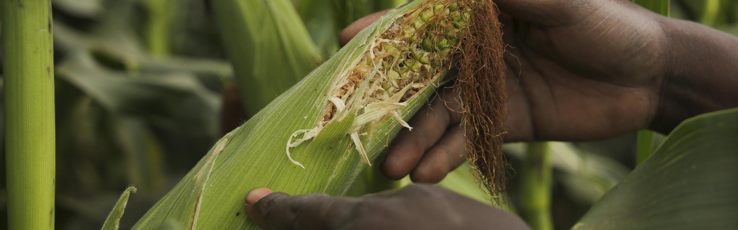 Malawian farmer's hands holding ear of maize. 