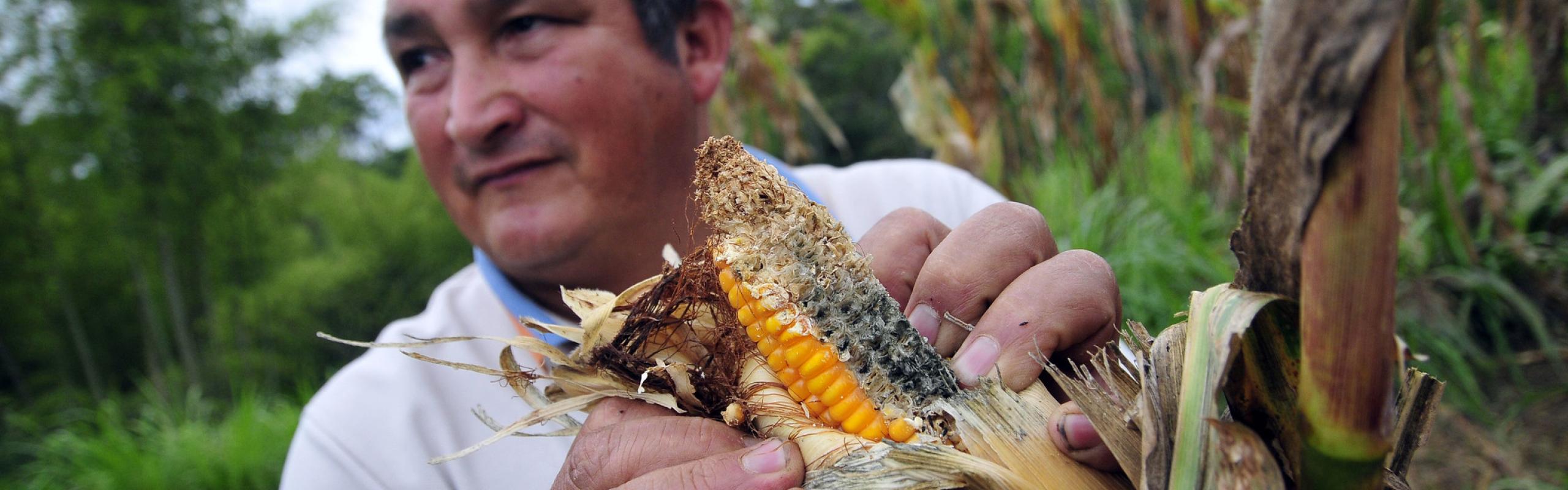 Colombian maize farmer stands in field with damaged crop