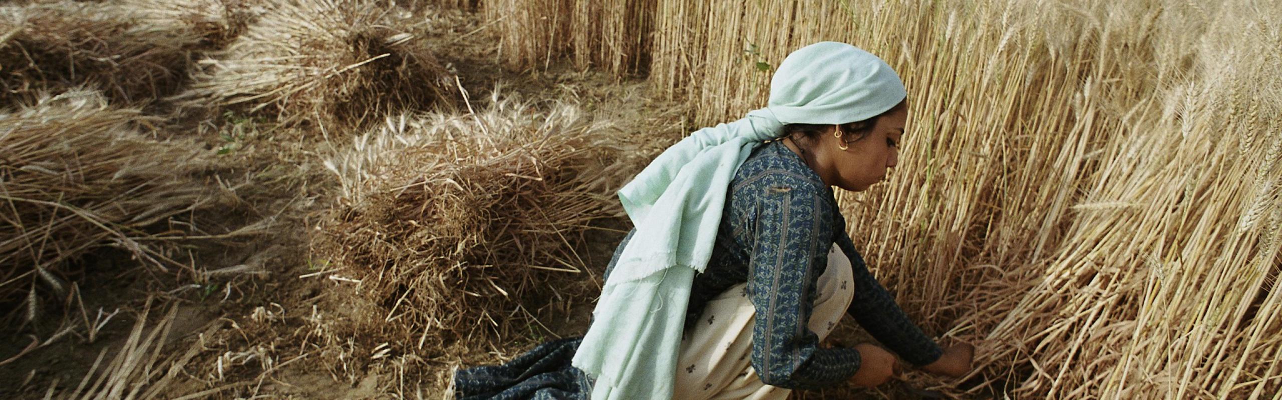 Woman farmer harvests wheat in Bangladesh