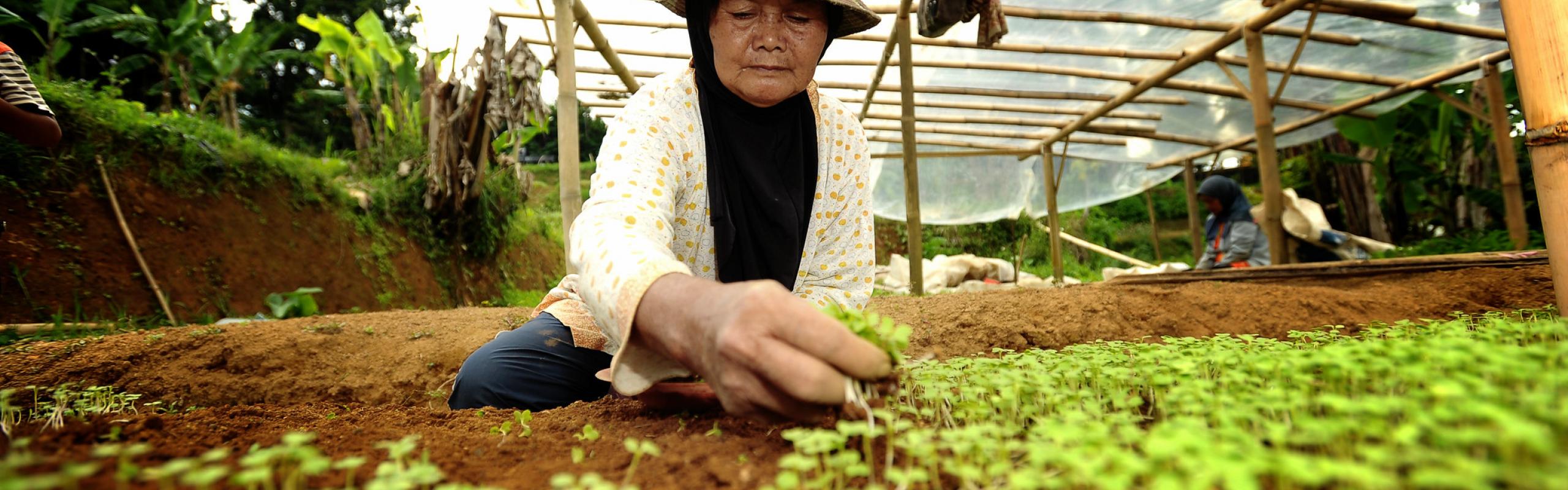 Female farmer plants cabbage seedlings in a nursery area in Indonesia
