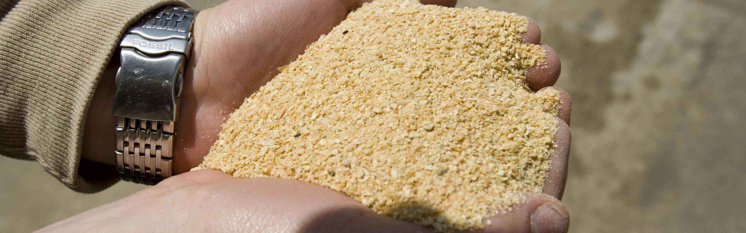 Hands holding pile of soybean meal