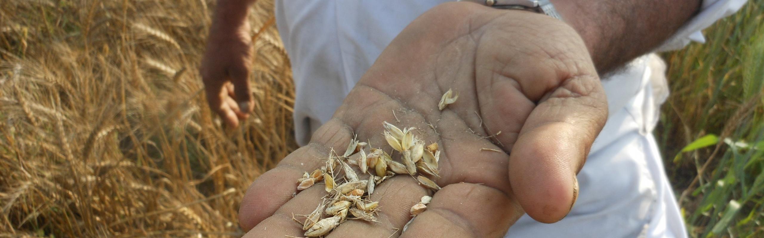 Hand of male farmer holding grains of wheat in a field in India