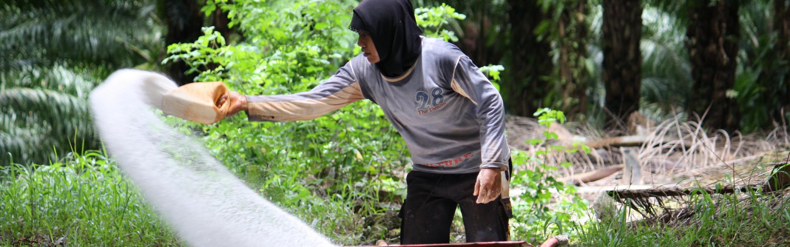 A worker pushes a wheelbarrow while applying white fertilizer on oil palm plantation in Papua, Indonesia.