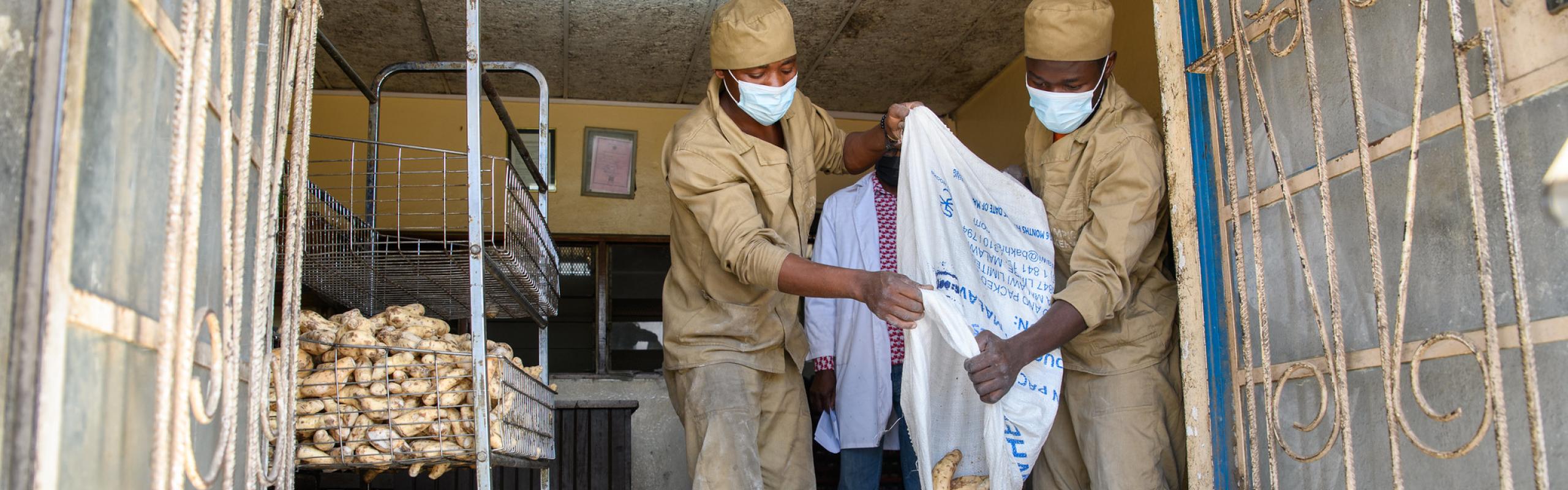 Two workers at Olympic Bakery in Malawi wear masks while pouring sweet potatoes from cloth sacks as they prepare sweet potato puree that is used for making sweet potato bread.