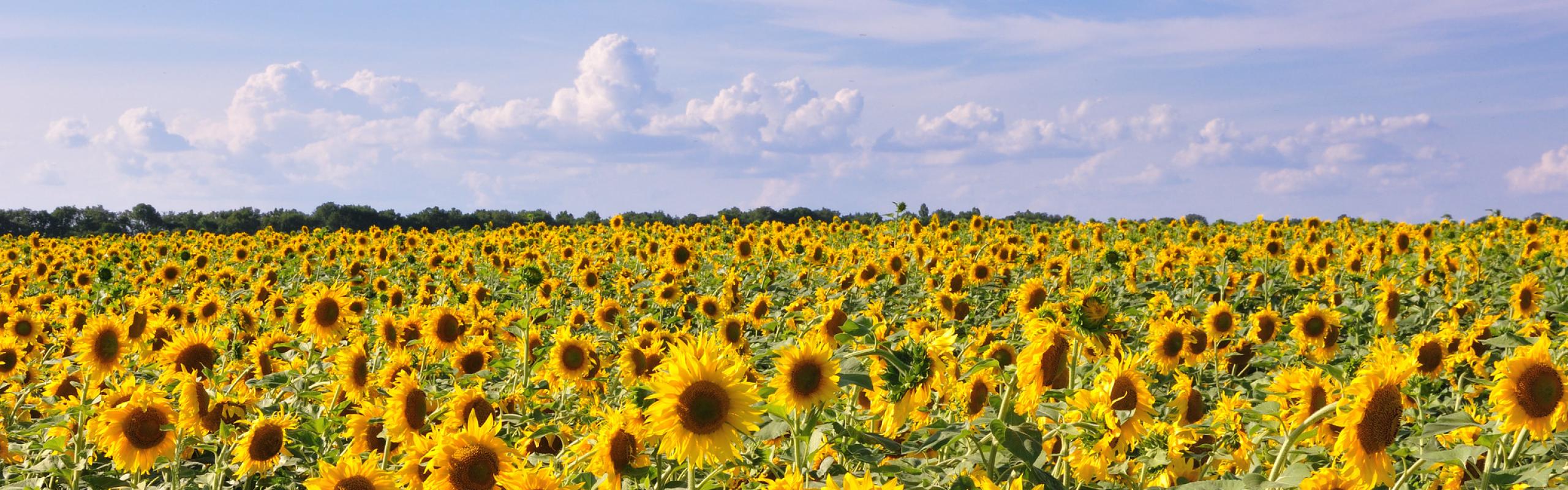 A field of sunflowers in Ukraine. The Russia-Ukraine war has disrupted supplies of sunflower oil, leading a number of countries impose export restrictions on that and other commodities.