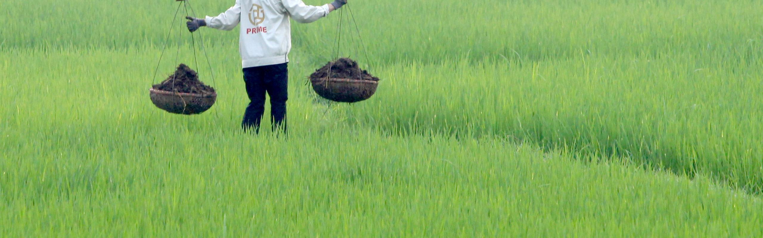 A farming woman spreads fertilizer in a paddy field.