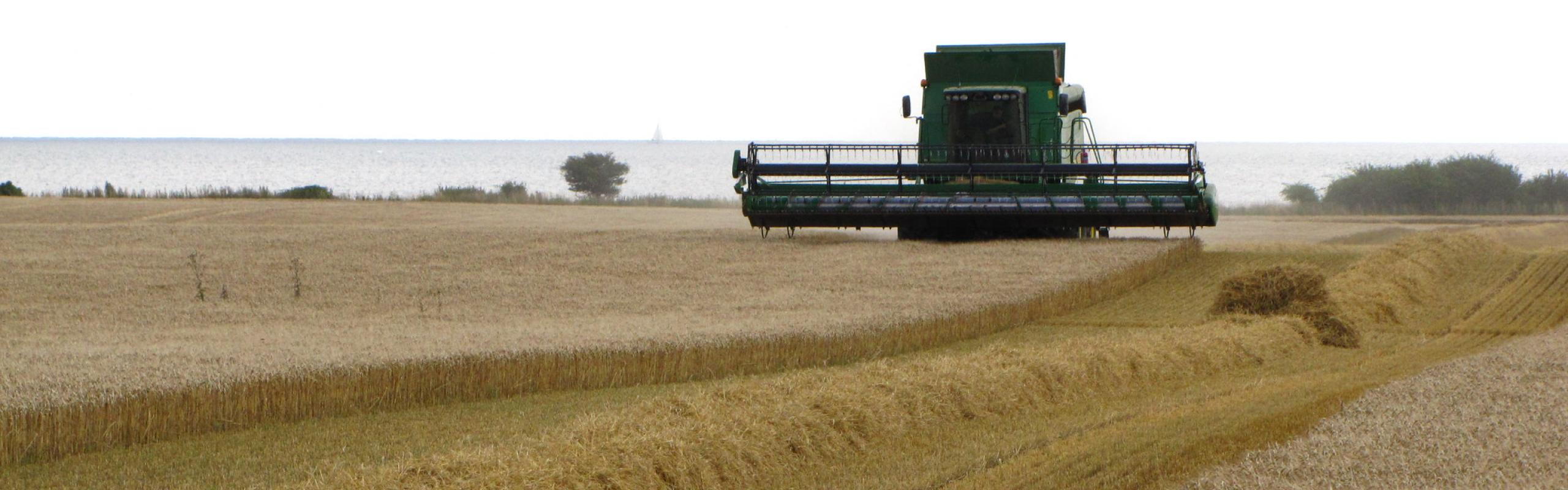 Wheat thresher drives through field of wheat plants.