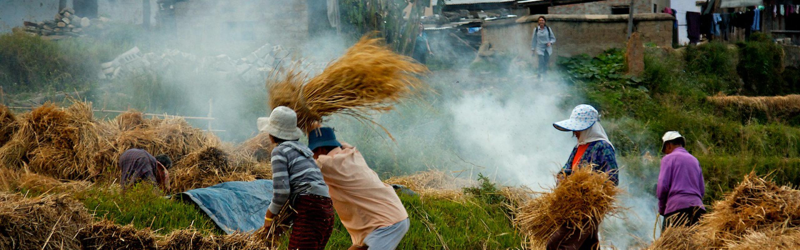 Rice farmers in field, separating rice seeds from plants by manual threshing