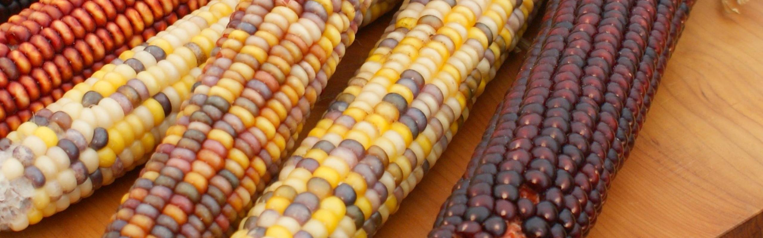 Ears of colorful maize piled on a wood table