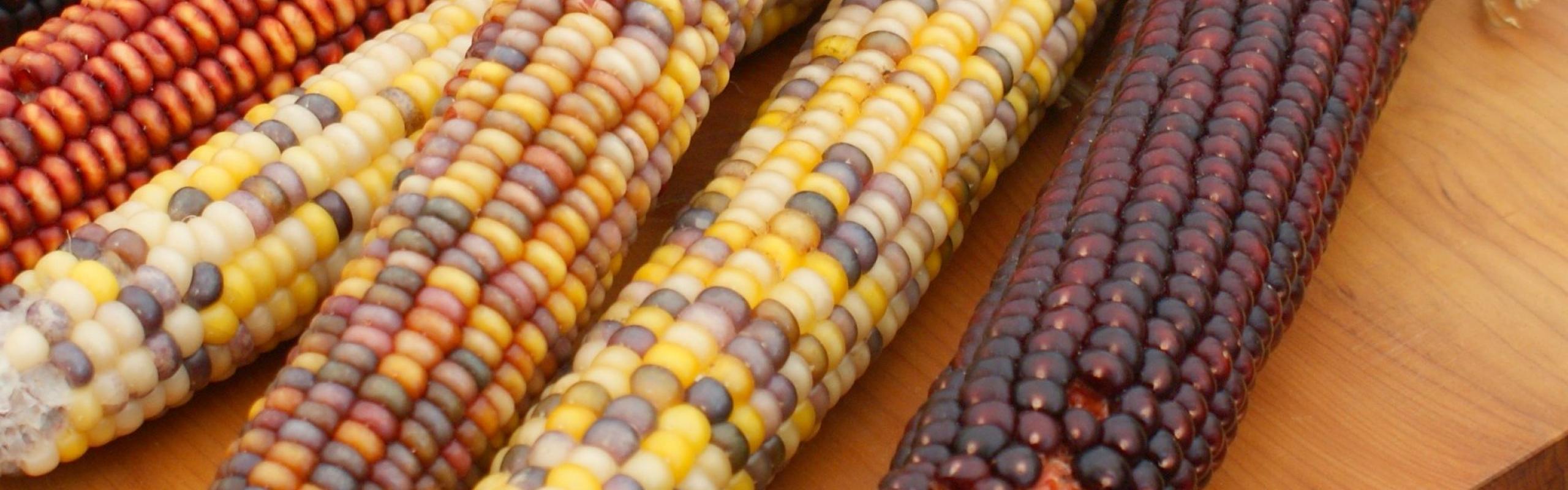 Ears of colorful maize piled on a wood table