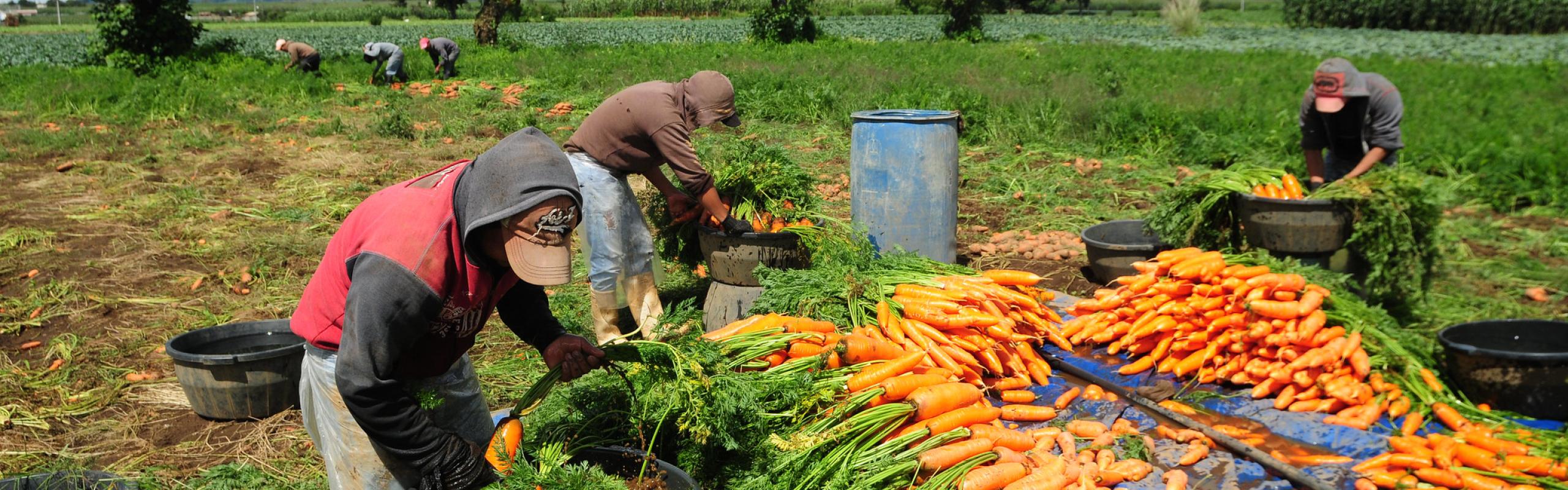Workers collect carrots in a farm in Chimaltenango, Guatemala.