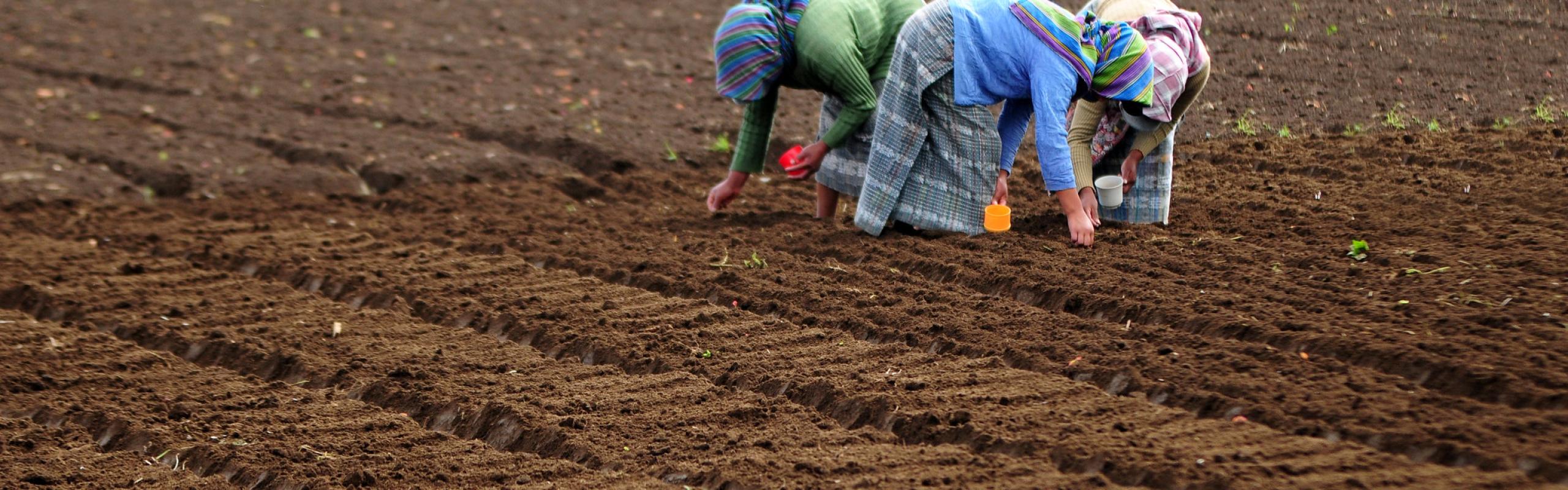 Three women plant seeds in a farm in Chimaltenango, Guatemala.