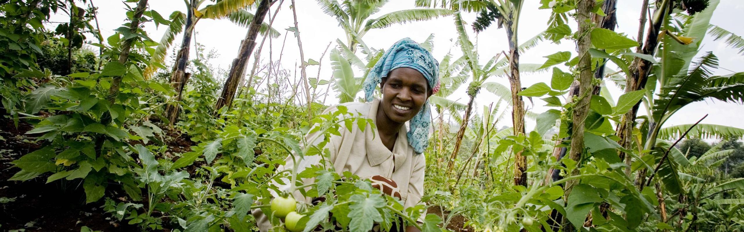 Ugandan woman in blue headscarf tends tomato plans in foreground