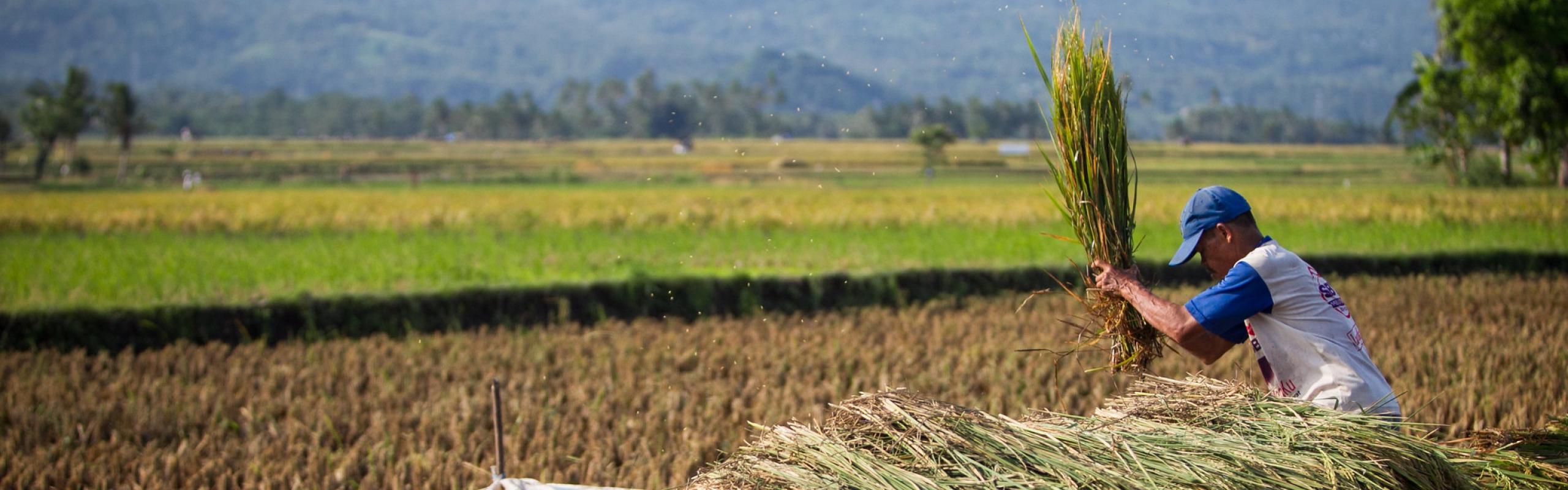 A farmer harvests rice at Bontomanai village in Bantaeng, South Sulawesi, Indonesia