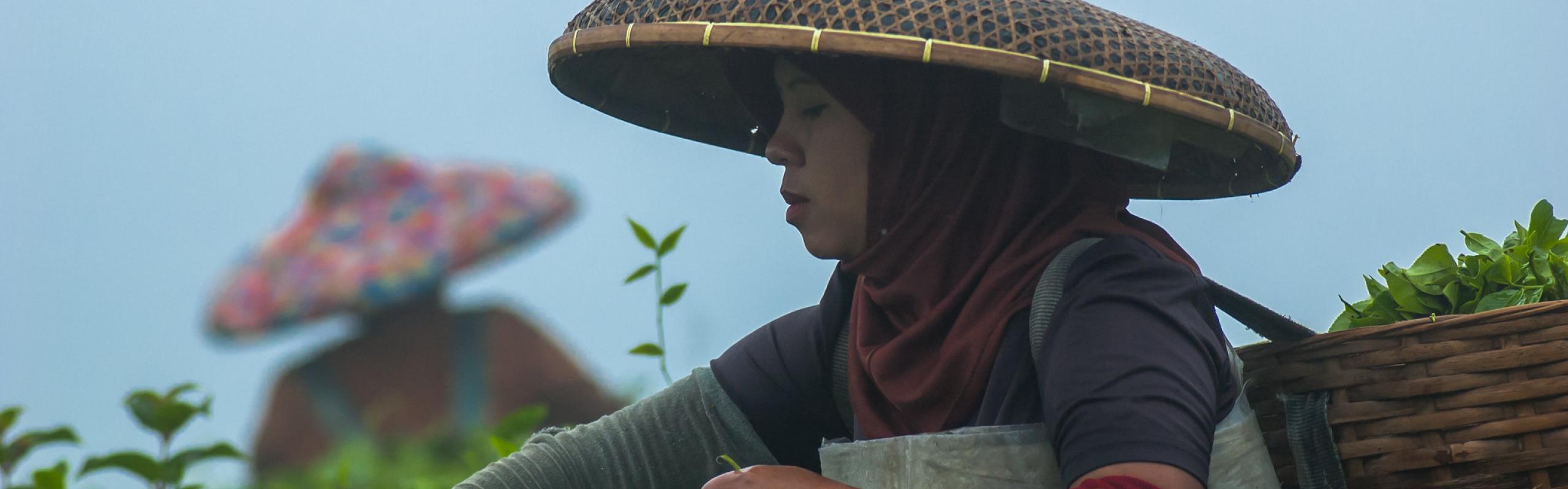 Tea pickers from Cianten, within the boundaries of Mount Halimun Salak National Park in West Java, collecting tea leaves in a basket.