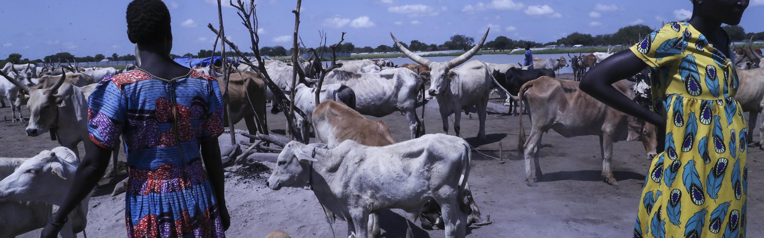 Pastoralists stand with livestock in Bor in Jonglei state, South Sudan