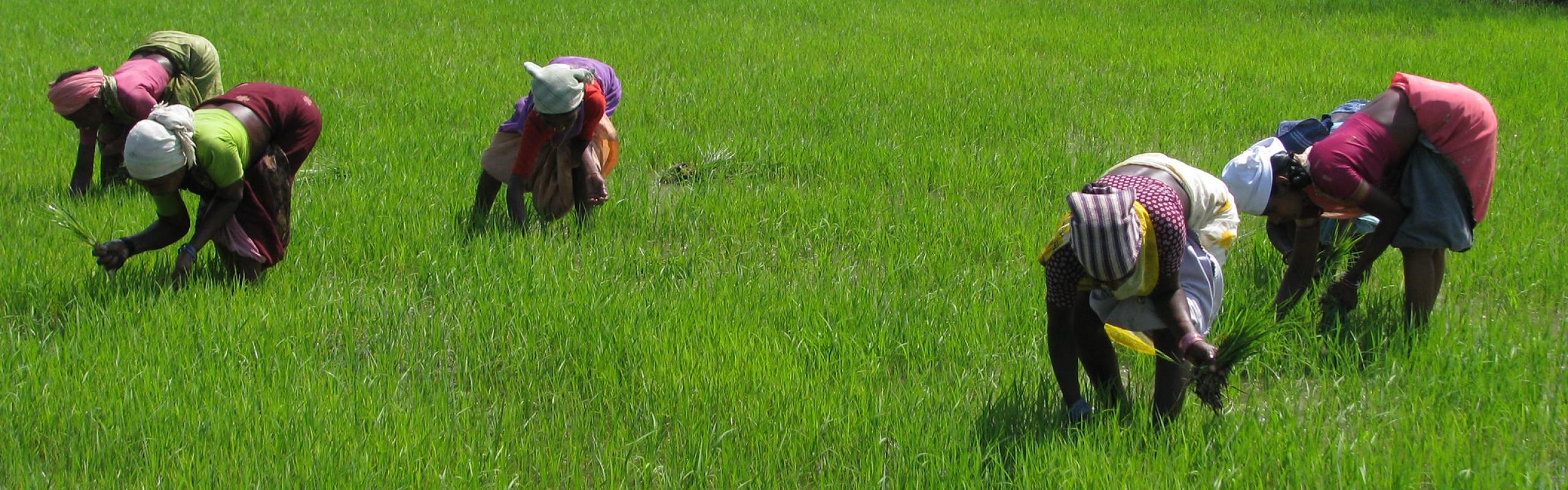 Botswana Implements Restrictions on Export and Import of Key Grains for Food Security