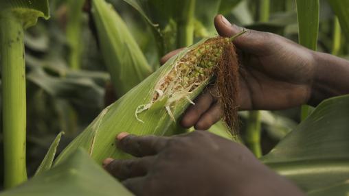 Malawian farmer's hands holding ear of maize. 