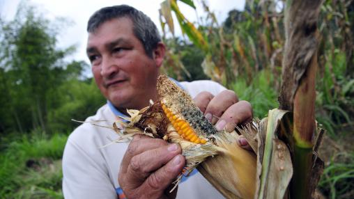 Colombian maize farmer stands in field with damaged crop