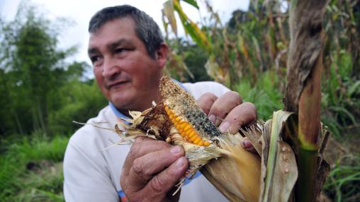 Colombian maize farmer stands in field with damaged crop