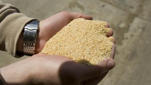 Hands holding pile of soybean meal
