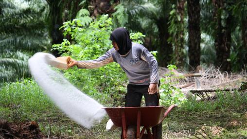A worker pushes a wheelbarrow while applying white fertilizer on oil palm plantation in Papua, Indonesia.