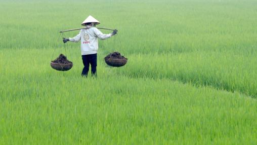 A farming woman spreads fertilizer in a paddy field. 