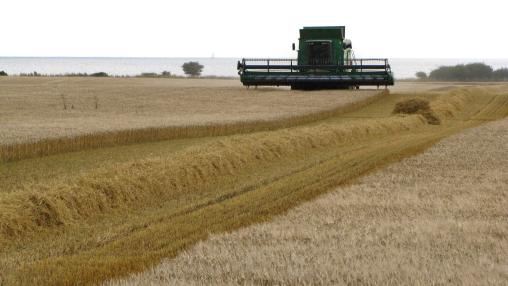 Wheat thresher drives through field of wheat plants.