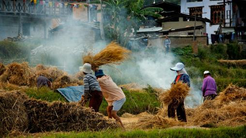 Rice farmers in field, separating rice seeds from plants by manual threshing