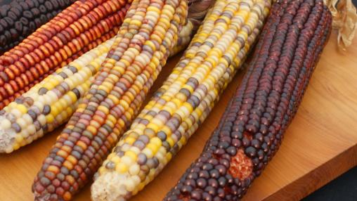 Ears of colorful maize piled on a wood table