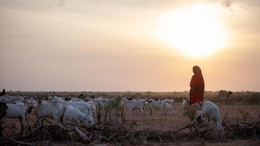 Somali woman at sunrise, leading herd of emaciated goats across dry pasture