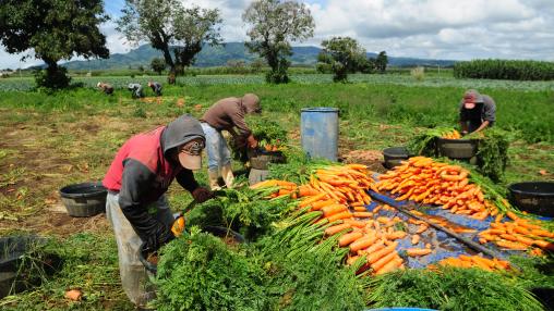Workers collect carrots in a farm in Chimaltenango, Guatemala.