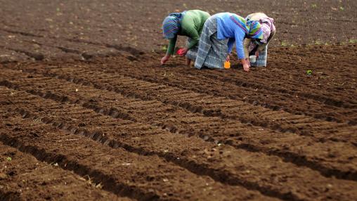 Three women plant seeds in a farm in Chimaltenango, Guatemala.