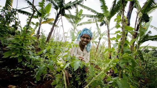 Ugandan woman in blue headscarf tends tomato plans in foreground