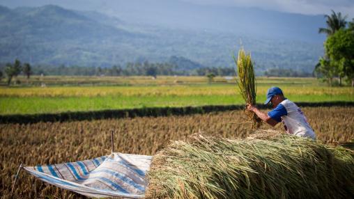 A farmer harvests rice at Bontomanai village in Bantaeng, South Sulawesi, Indonesia 