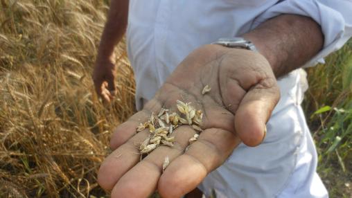 Man stands in field in India holding grains of wheat