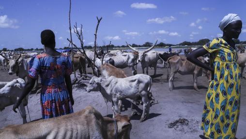 Pastoralists stand with livestock in Bor in Jonglei state, South Sudan