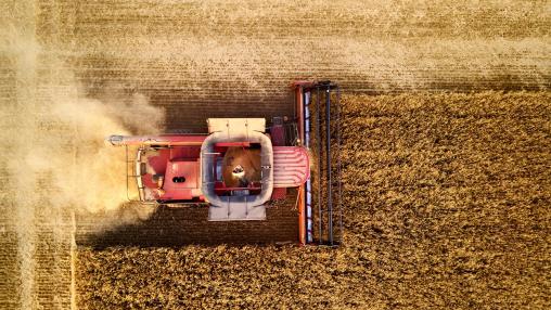 Aerial photo of red harvester working in wheat field at sunset. 