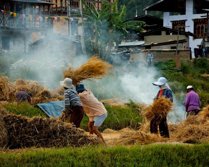 Rice farmers in field, separating rice seeds from plants by manual threshing