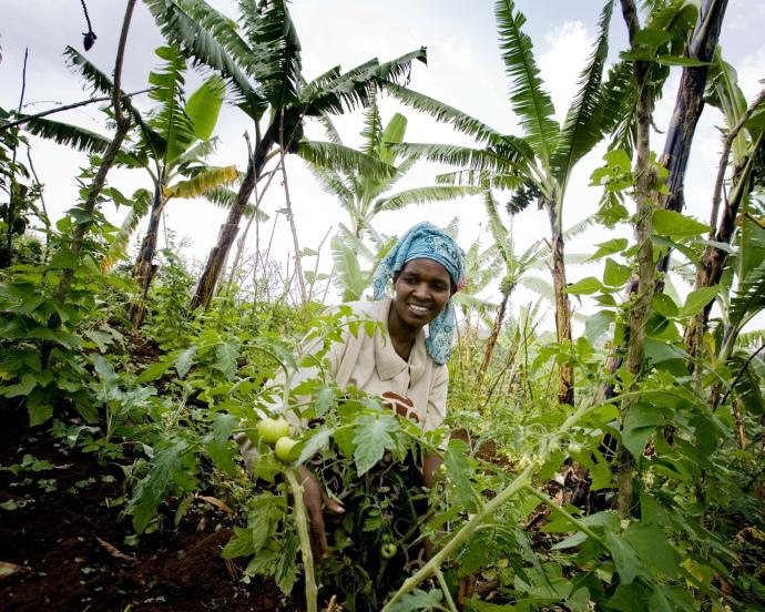 Ugandan woman in blue headscarf tends tomato plans in foreground