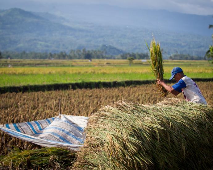 A farmer harvests rice at Bontomanai village in Bantaeng, South Sulawesi, Indonesia 