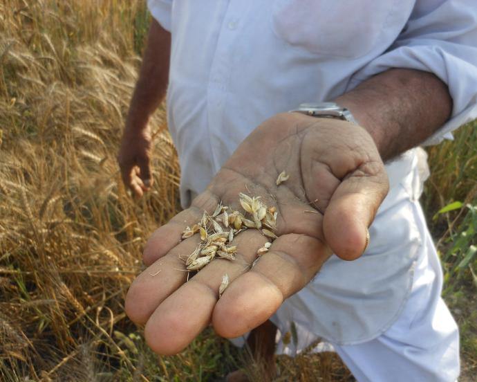 Man stands in field in India holding grains of wheat