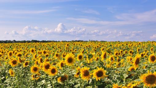A field of sunflowers in Ukraine. The Russia-Ukraine war has disrupted supplies of sunflower oil, leading a number of countries impose export restrictions on that and other commodities.